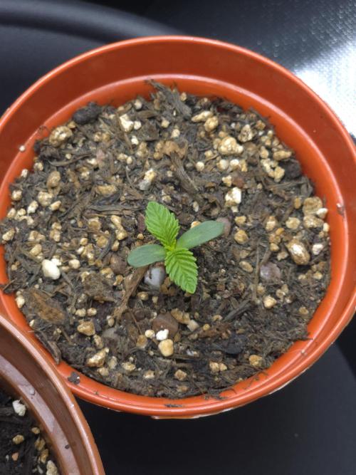 Akhet/Solaris - Anubis x SS [G6]. Week 1 - Day 4