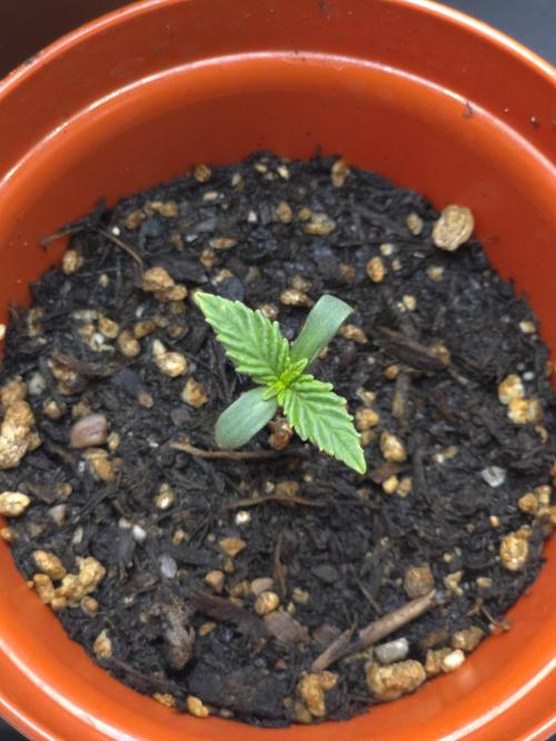 Lady Lazarus - Dead Fred [G6]. Week 1 - Day 4