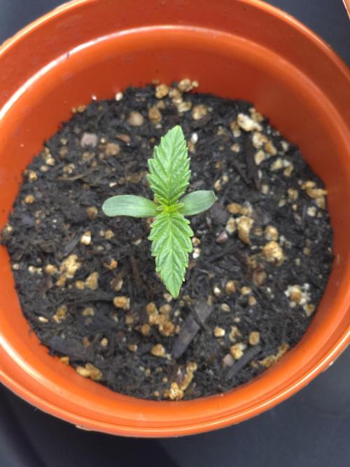 Lady Lazarus - Dead Fred [G6]. Week 1 - Day 4