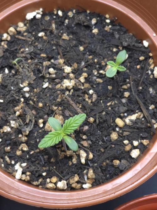 Monstera - Triple Cheese [G6]. Week 1 - Day 4