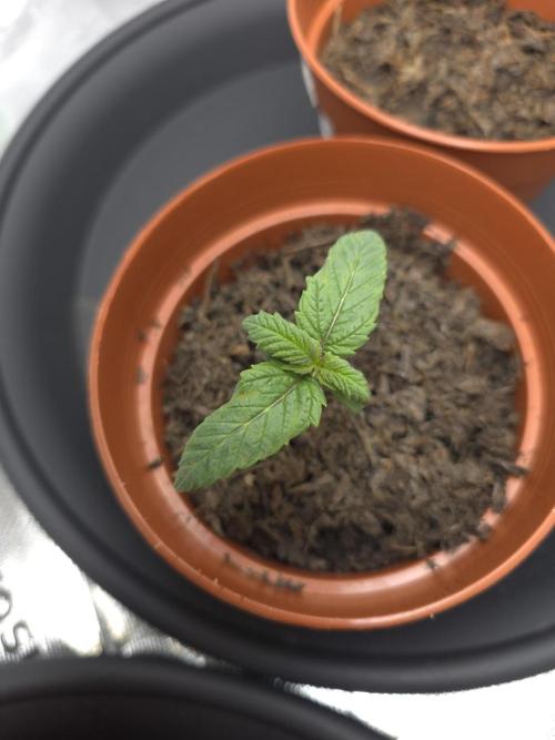 Zarola - Super Lemon Haze [G6]. Week 2 - Day 8