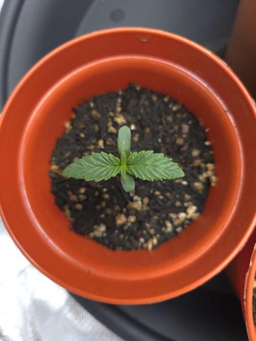 Lady Lazarus - Dead Fred [G6]. Week 1 - Day 5
