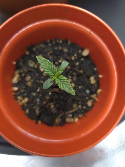Lady Lazarus - Dead Fred [G6]. Week 1 - Day 5