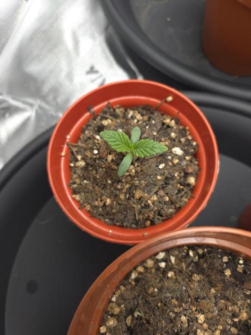 Akhet/Solaris - Anubis x SS [G6]. Week 1 - Day 5