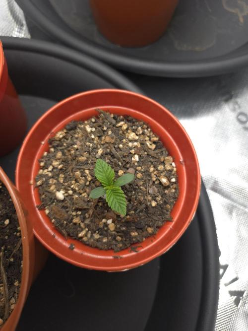 Akhet/Solaris - Anubis x SS [G6]. Week 1 - Day 5