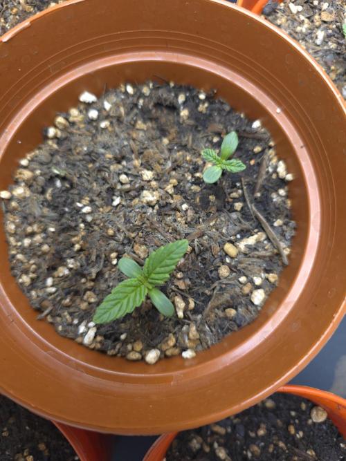 Monstera - Triple Cheese [G6]. Week 1 - Day 5