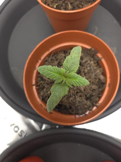 Zarola - Super Lemon Haze [G6]. Week 2 - Day 10