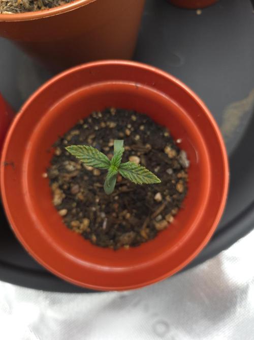 Lady Lazarus - Dead Fred [G6]. Week 1 - Day 7
