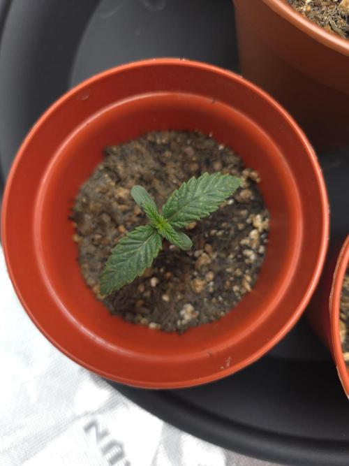 Lady Lazarus - Dead Fred [G6]. Week 1 - Day 7