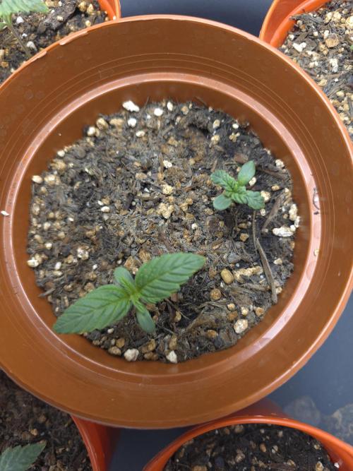 Monstera - Triple Cheese [G6]. Week 1 - Day 7