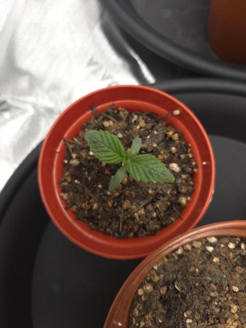 Akhet/Solaris - Anubis x SS [G6]. Week 1 - Day 7