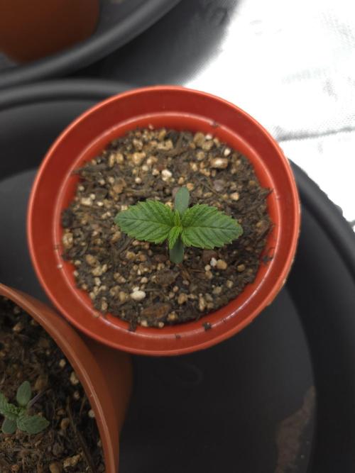 Akhet/Solaris - Anubis x SS [G6]. Week 1 - Day 7
