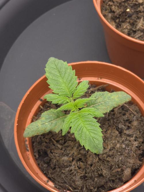 Zarola - Super Lemon Haze [G6]. Week 2 - Day 12