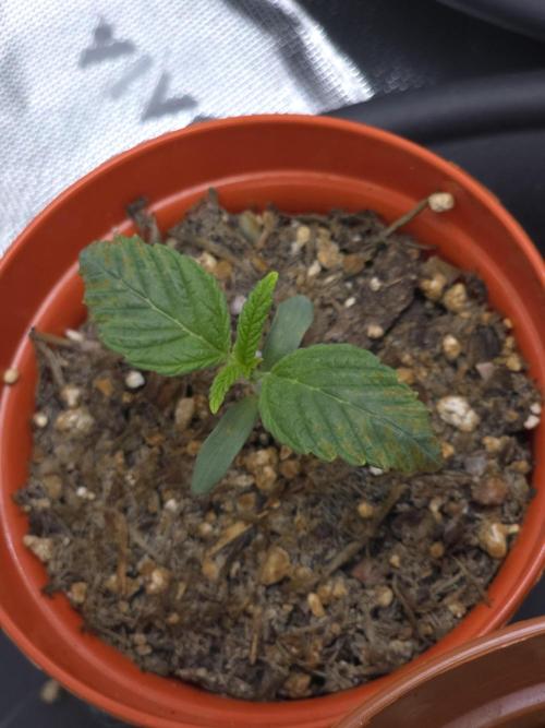 Akhet/Solaris - Anubis x SS [G6]. Week 2 - Day 9