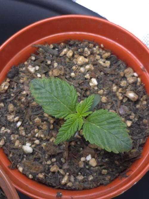 Akhet/Solaris - Anubis x SS [G6]. Week 2 - Day 9