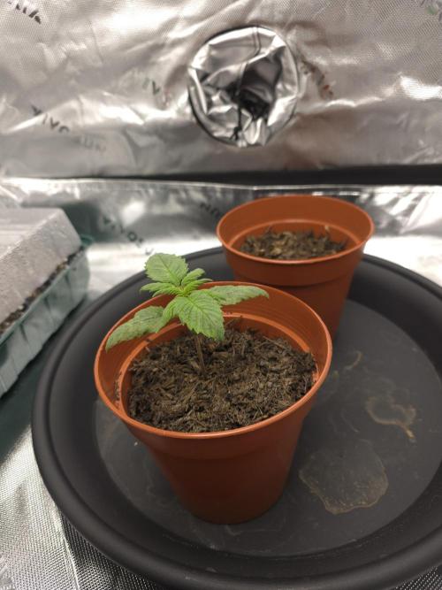 Zarola - Super Lemon Haze [G6]. Week 2 - Day 12