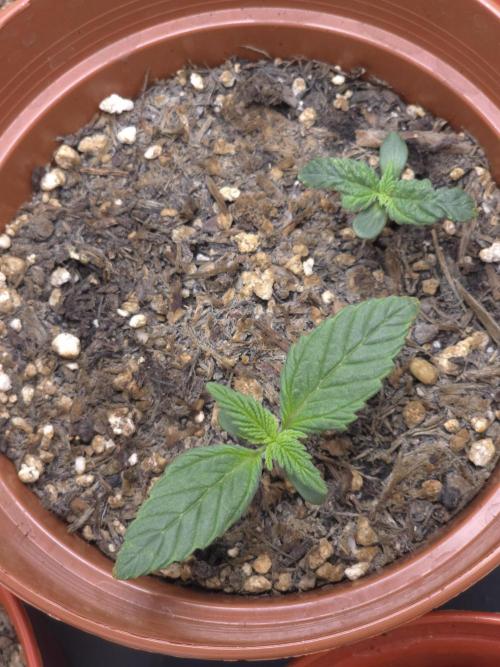Monstera - Triple Cheese [G6]. Week 2 - Day 9