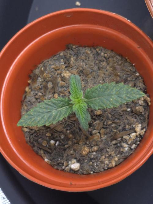 Lady Lazarus - Dead Fred [G6]. Week 2 - Day 9