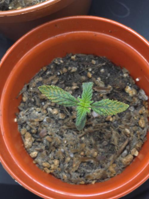 Lady Lazarus - Dead Fred [G6]. Week 2 - Day 9