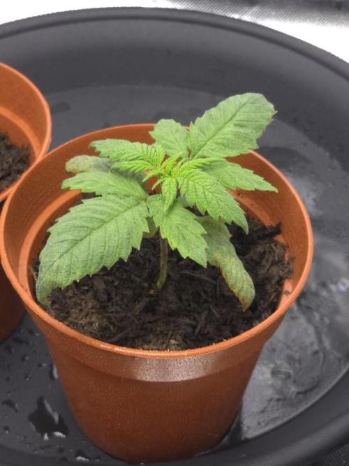 Zarola - Super Lemon Haze [G6]. Week 2 - Day 14