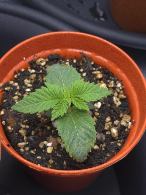 Akhet/Solaris - Anubis x SS [G6]. Week 2 - Day 11