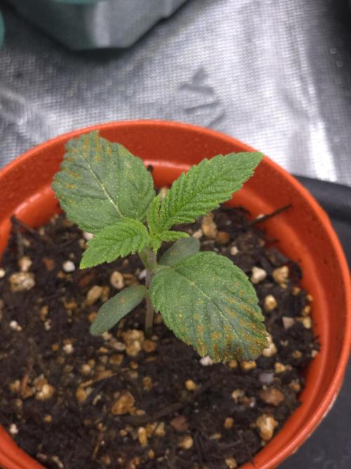 Akhet/Solaris - Anubis x SS [G6]. Week 2 - Day 11