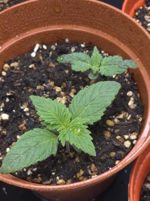 Monstera - Triple Cheese [G6]. Week 2 - Day 11