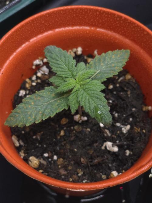 Lady Lazarus - Dead Fred [G6]. Week 2 - Day 11