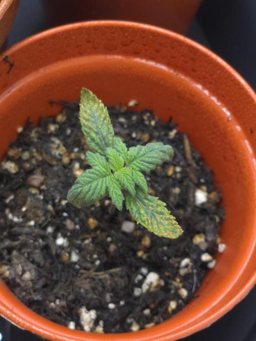 Lady Lazarus - Dead Fred [G6]. Week 2 - Day 11