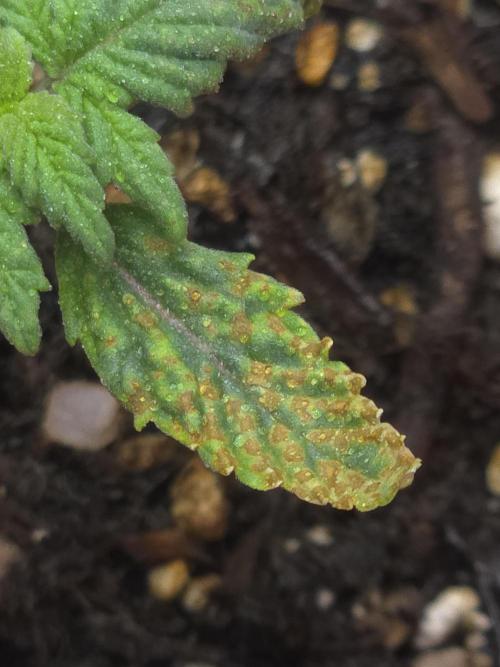 Lady Lazarus - Dead Fred [G6]. Week 2 - Day 11