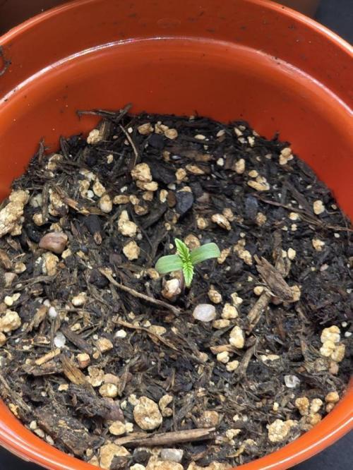 Lady Lazarus - Dead Fred [G6]. Week 1 - Day 1