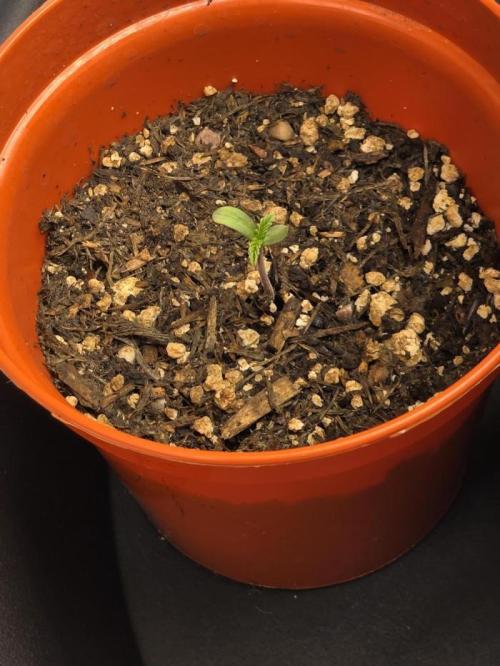 Lady Lazarus - Dead Fred [G6]. Week 1 - Day 1