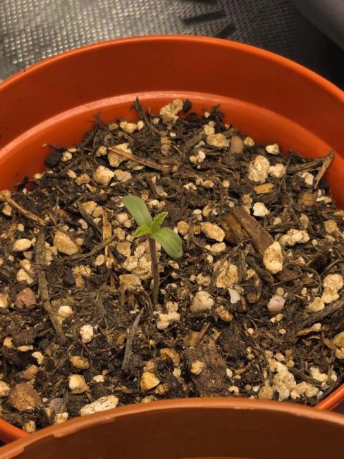 Akhet/Solaris - Anubis x SS [G6]. Week 1 - Day 1