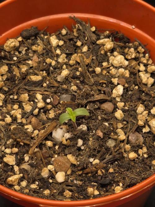 Akhet/Solaris - Anubis x SS [G6]. Week 1 - Day 1