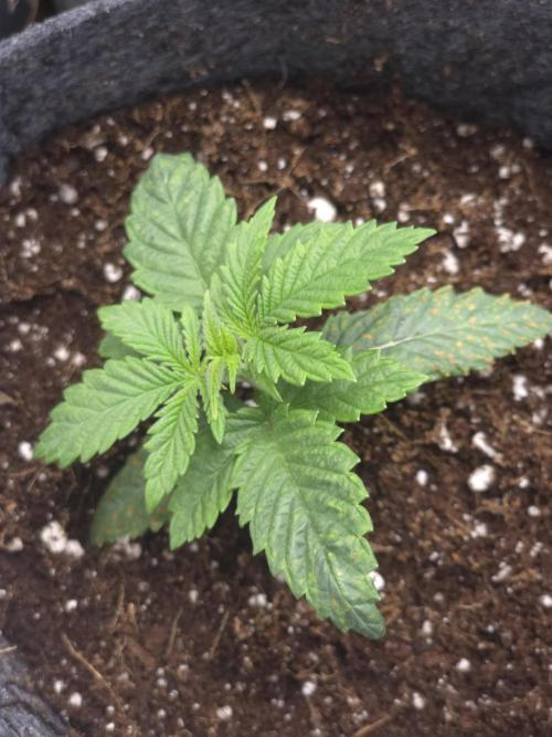 Lady Lazarus - Dead Fred [G6]. Week 2 - Day 14