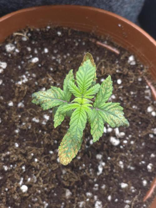Lady Lazarus - Dead Fred [G6]. Week 2 - Day 14