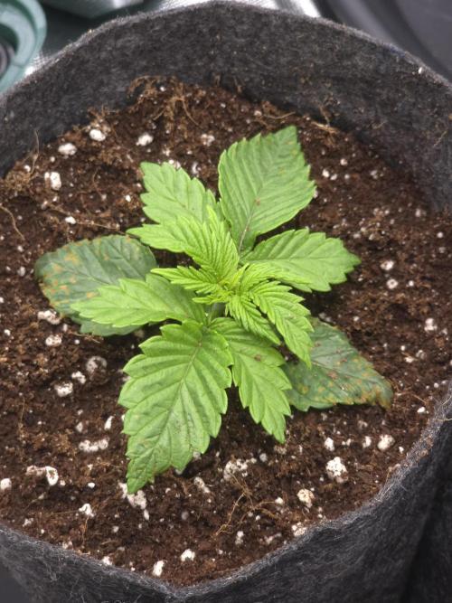 Akhet/Solaris - Anubis x SS [G6]. Week 2 - Day 14