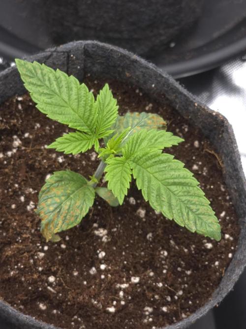 Akhet/Solaris - Anubis x SS [G6]. Week 2 - Day 14
