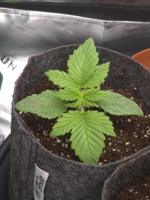 Monstera - Triple Cheese [G6]. Week 2 - Day 14