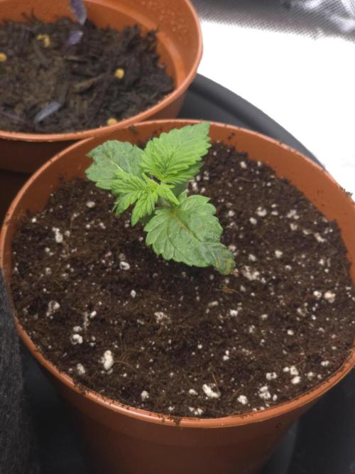 Monstera - Triple Cheese [G6]. Week 2 - Day 14