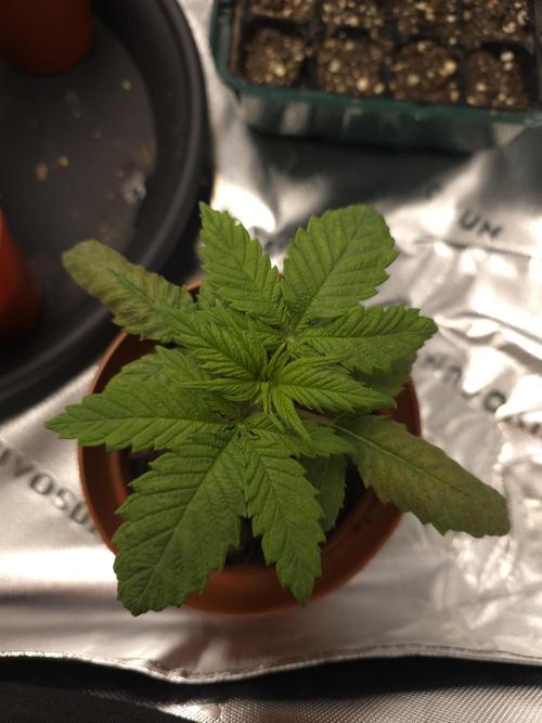 Zarola - Super Lemon Haze [G6]. Week 3 - Day 17