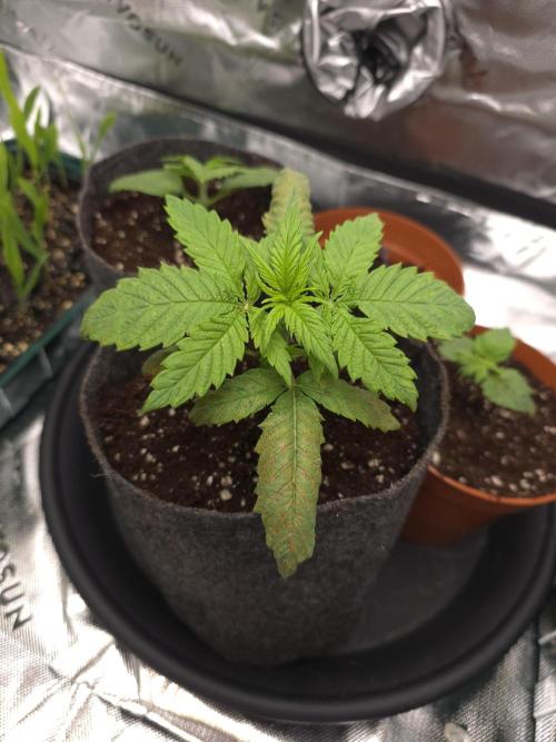 Zarola - Super Lemon Haze [G6]. Week 3 - Day 17
