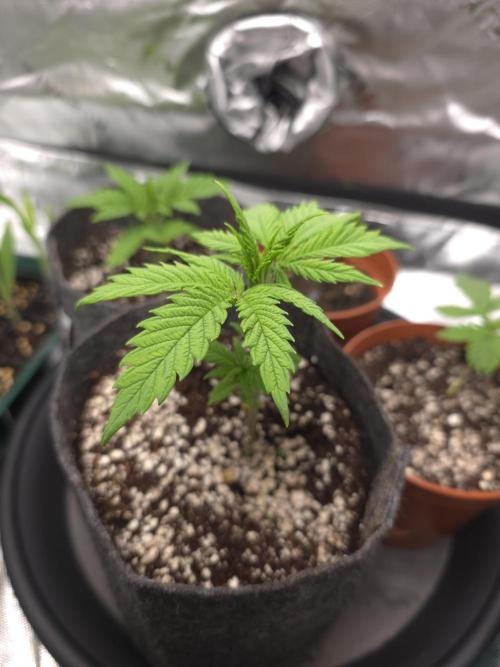 Zarola - Super Lemon Haze [G6]. Week 3 - Day 20
