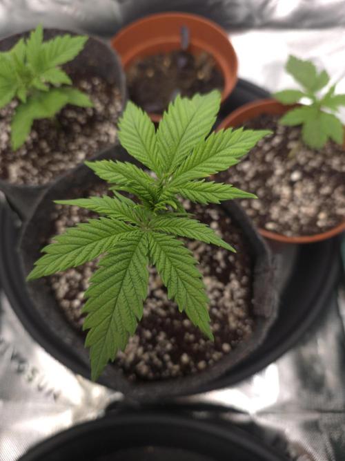 Zarola - Super Lemon Haze [G6]. Week 3 - Day 20