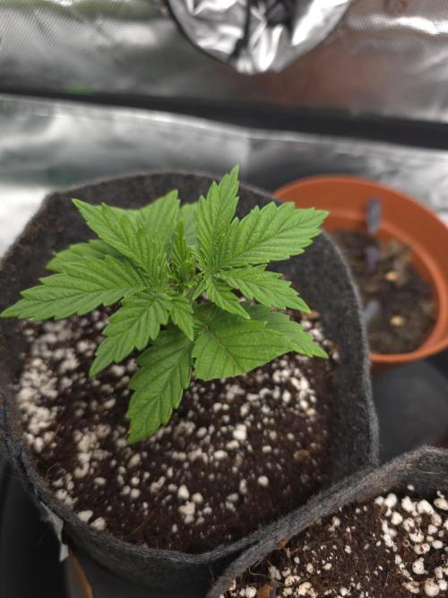 Monstera - Triple Cheese [G6]. Week 3 - Day 17