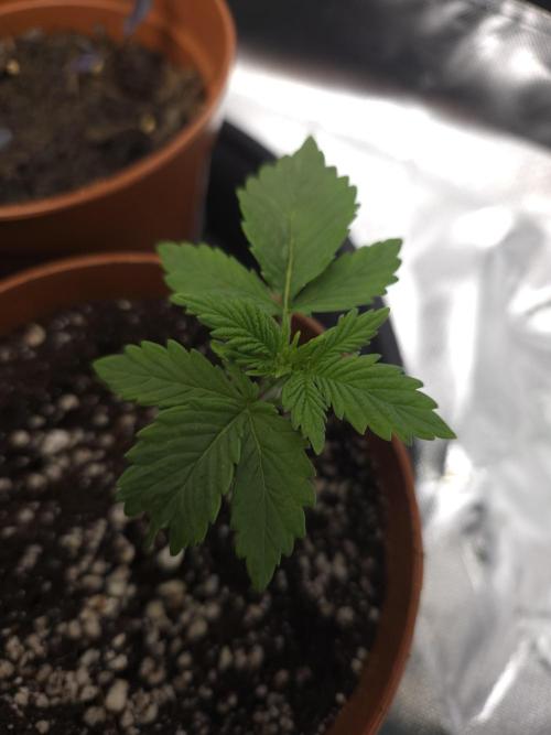 Monstera - Triple Cheese [G6]. Week 3 - Day 17
