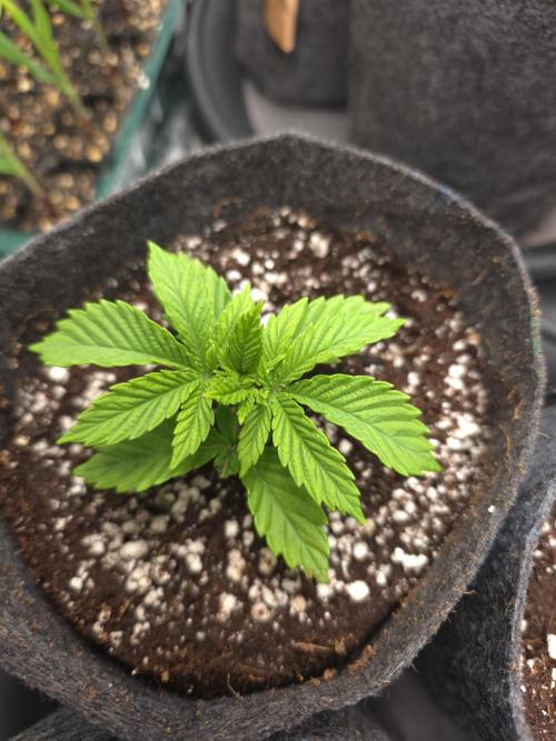 Akhet/Solaris - Anubis x SS [G6]. Week 3 - Day 17