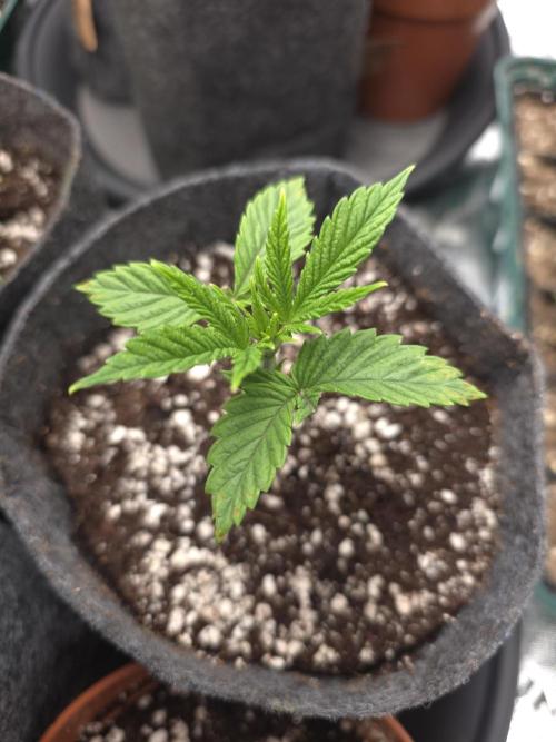 Akhet/Solaris - Anubis x SS [G6]. Week 3 - Day 17