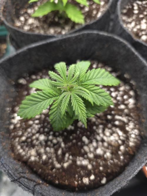 Lady Lazarus - Dead Fred [G6]. Week 3 - Day 17