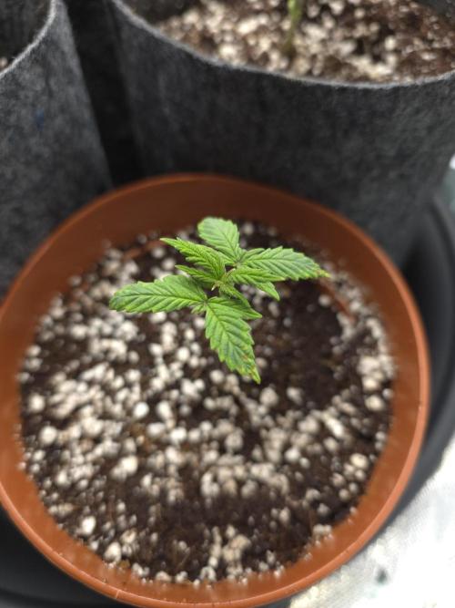 Lady Lazarus - Dead Fred [G6]. Week 3 - Day 17